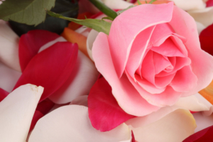 Pink Rose Beautiful5563518909 300x200 - Pink Rose Beautiful - Tulips, Rose, Pink, Beautiful